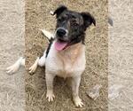 Small #5 Australian Shepherd Mix