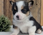 Small Photo #42 Pembroke Welsh Corgi Puppy For Sale in GOSHEN, IN, USA