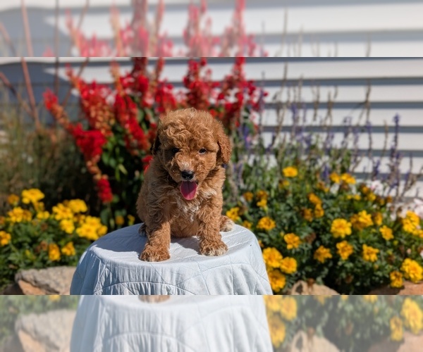 Medium Photo #13 Goldendoodle (Miniature) Puppy For Sale in GOSHEN, IN, USA