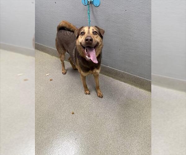 Medium Photo #1 German Shepherd Dog-Unknown Mix Puppy For Sale in Las Vegas, NV, USA