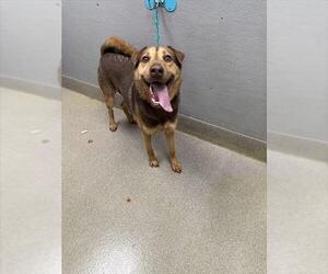 German Shepherd Dog-Unknown Mix Dogs for adoption in Las Vegas, NV, USA