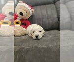Small Photo #15 Golden Retriever Puppy For Sale in SACRAMENTO, CA, USA