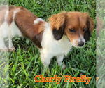 Small #5 Dachshund Mix