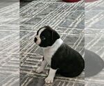Puppy Aries Boston Terrier