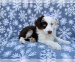 Small #5 Miniature Australian Shepherd