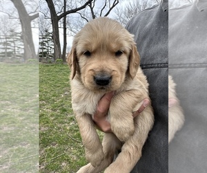 Golden Retriever Puppy for sale in PLEASANT VALLEY, MO, USA