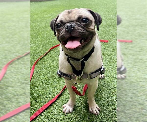 Medium Photo #1 Pug Puppy For Sale in San Francisco, CA, USA