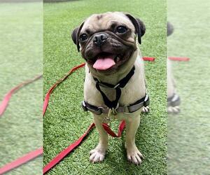 Pug Dogs for adoption in San Francisco, CA, USA