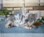 Puppy Romeo French Bulldog