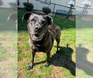 American Staffordshire Terrier-Unknown Mix Dogs for adoption in Raleigh, NC, USA