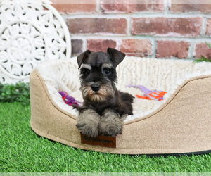 Schnauzer (Miniature) Puppy for sale in SYRACUSE, IN, USA