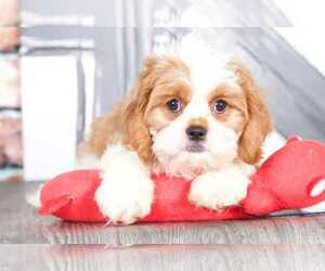Cava-Tzu Puppy for sale in BEL AIR, MD, USA