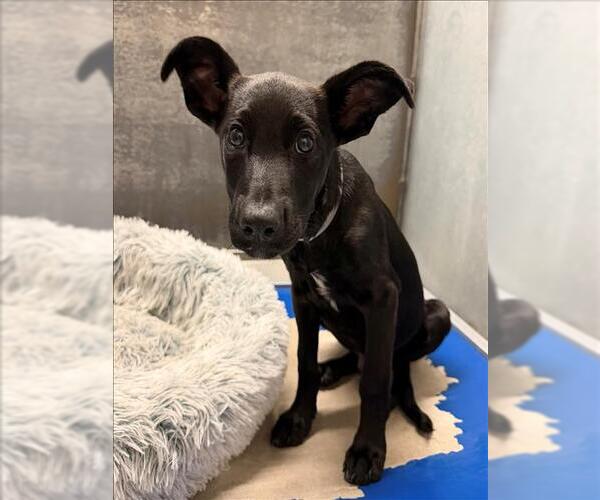 Medium Photo #1 Labrador Retriever-Unknown Mix Puppy For Sale in Conroe, TX, USA