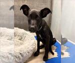 Small Labrador Retriever Mix