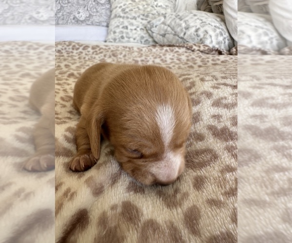 Medium Photo #2 Dachshund Puppy For Sale in SAN DIEGO, CA, USA
