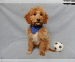 Small #2 Goldendoodle (Miniature)
