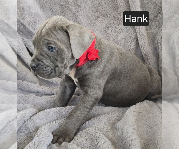 Medium Photo #5 Cane Corso Puppy For Sale in MINERAL WELLS, WV, USA