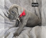 Small #4 Cane Corso