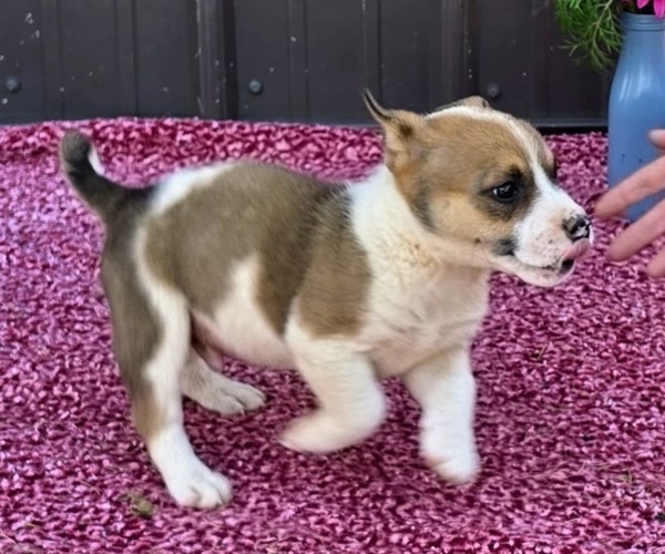 Medium Photo #30 Augi Puppy For Sale in MEADOWS OF DAN, VA, USA
