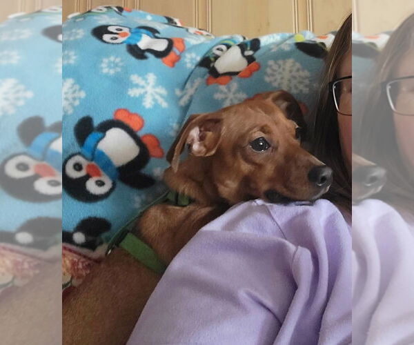 Medium Photo #5 Dachshund-Unknown Mix Puppy For Sale in Portland, IN, USA