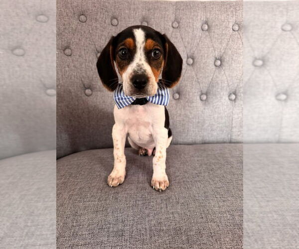 Medium Photo #1 Beagle Puppy For Sale in Parker Ford, PA, USA