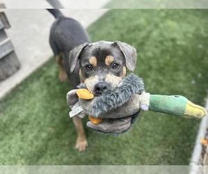 American Pit Bull Terrier-Unknown Mix Dogs for adoption in Chula Vista, CA, USA