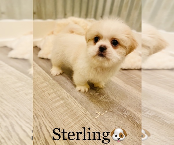 Medium Photo #6 Shih Tzu Puppy For Sale in COOKEVILLE, TN, USA
