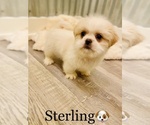 Small Photo #6 Shih Tzu Puppy For Sale in COOKEVILLE, TN, USA