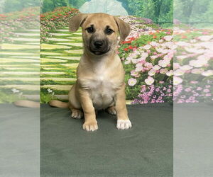 Labrador Retriever-Unknown Mix Dogs for adoption in Lakewood, CO, USA