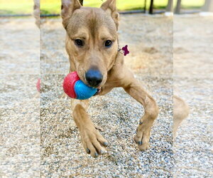 Roo - Male Labrador Retriever-Unknown Mix Dog for Adoption - Photo #2