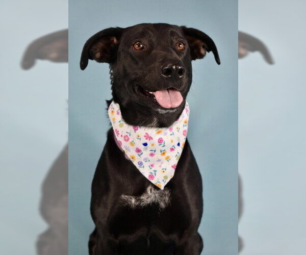 Medium Photo #2 Labrador Retriever Puppy For Sale in Bakersfield, CA, USA