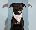 Small #1 Labrador Retriever