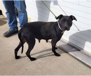 Mutt Dogs for adoption in Louisville, KY, USA