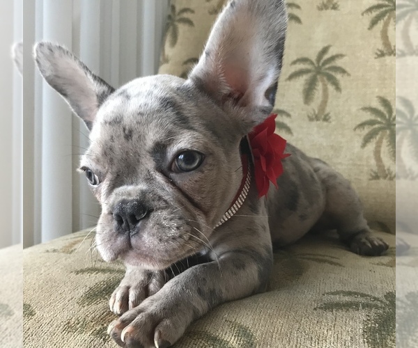 Medium Photo #2 French Bulldog Puppy For Sale in COCOA, FL, USA