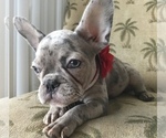 Small #1 French Bulldog