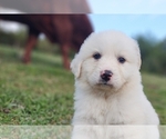 Small #20 Great Pyrenees
