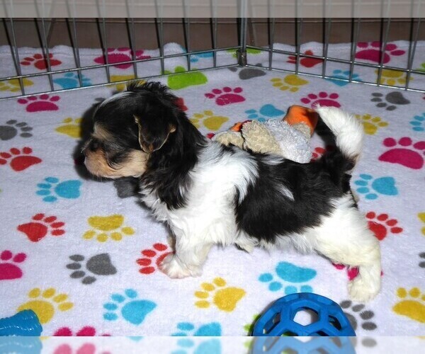 Medium Photo #7 Havanese Puppy For Sale in ORO VALLEY, AZ, USA