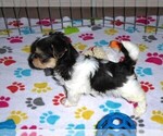 Small Photo #7 Havanese Puppy For Sale in ORO VALLEY, AZ, USA