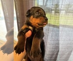Small Photo #4 Rottweiler Puppy For Sale in HOWEY IN THE HILLS, FL, USA