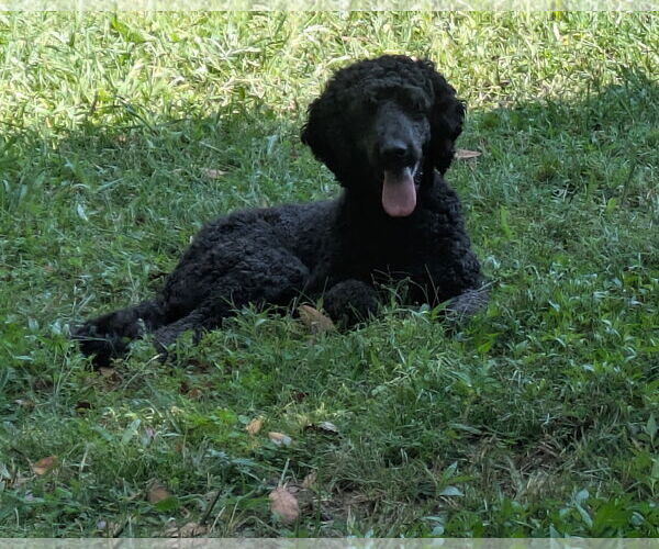 Medium Photo #1 Poodle (Standard)-Unknown Mix Puppy For Sale in Thomasville, NC, USA