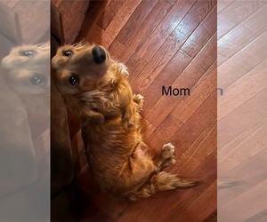 Mother of the Dachshund puppies born on 05/15/2025