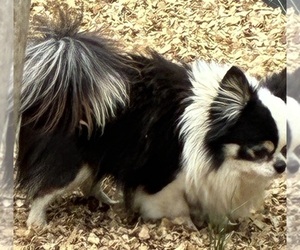 Father of the Chihuahua puppies born on 08/30/2025