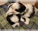 Small Photo #23 Shih Tzu Puppy For Sale in ARDEN, NC, USA