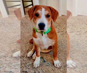 Black Mouth Cur-Labrador Retriever Mix Dogs for adoption in San Diego, CA, USA