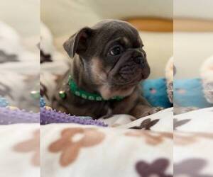 French Bulldog Puppy for sale in MC GRAW, NY, USA