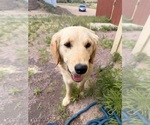 Small Photo #1 Australian Retriever Puppy For Sale in CANON CITY, CO, USA