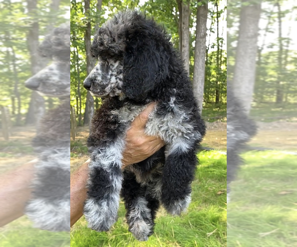 Medium Photo #1 Poodle (Standard) Puppy For Sale in COMMERCE, GA, USA