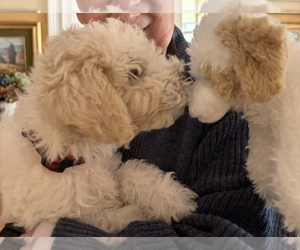 Medium Photo #4 Poochon Puppy For Sale in AUBURN, MA, USA