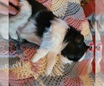 Small #1 Shih-Poo
