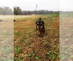 Small Photo #14 Airedale Terrier Puppy For Sale in BOWRING, OK, USA